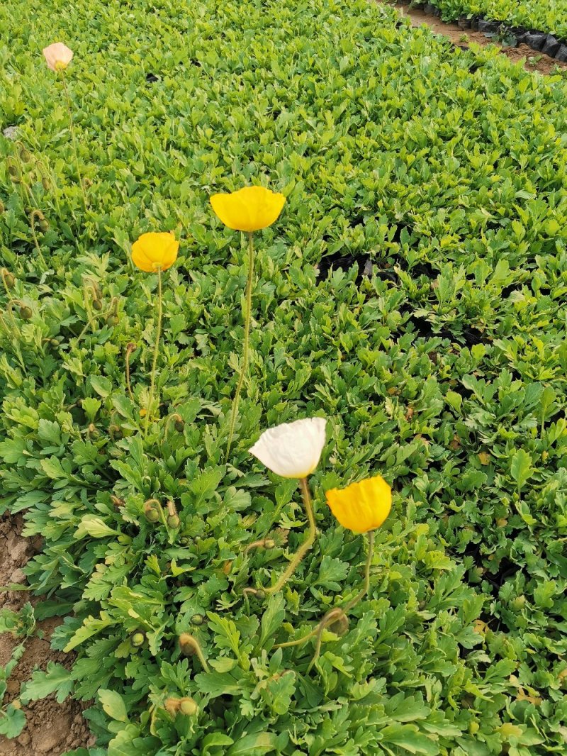 虞美人宿根草花绿化苗木优质多年生草花