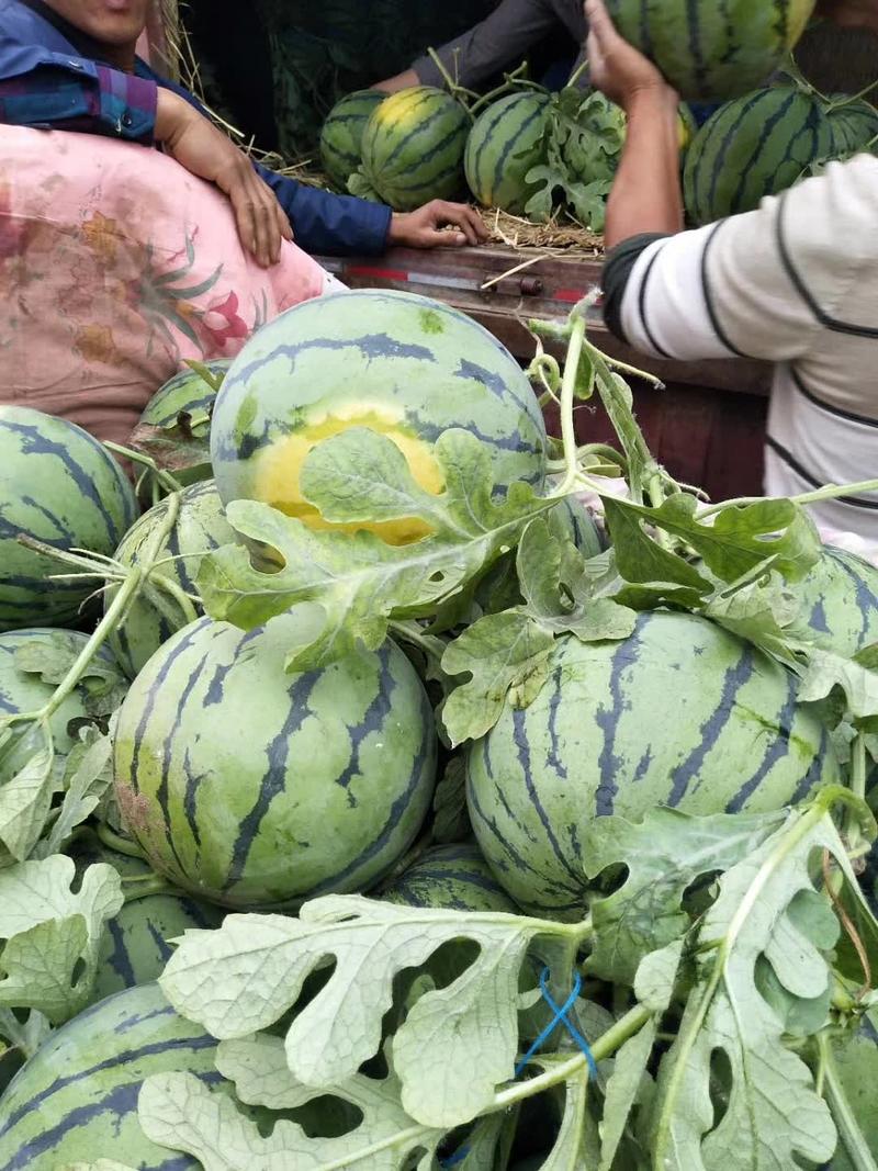 精品甜王西瓜，大量上市基地直销一茬包熟包甜品质保障