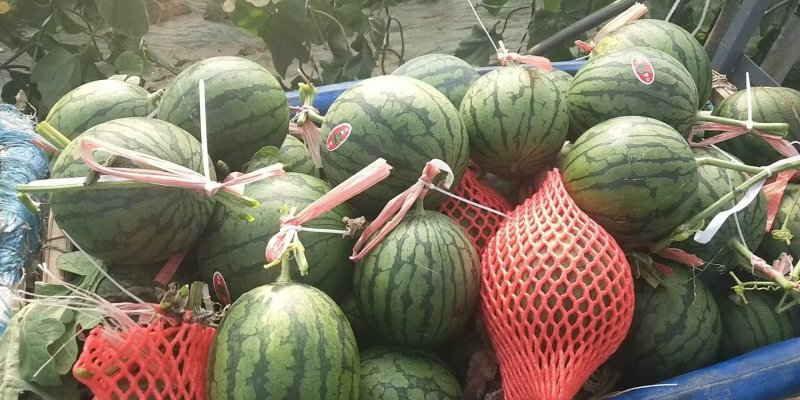 精品甜王西瓜，大量上市基地直销一茬包熟包甜品质保障