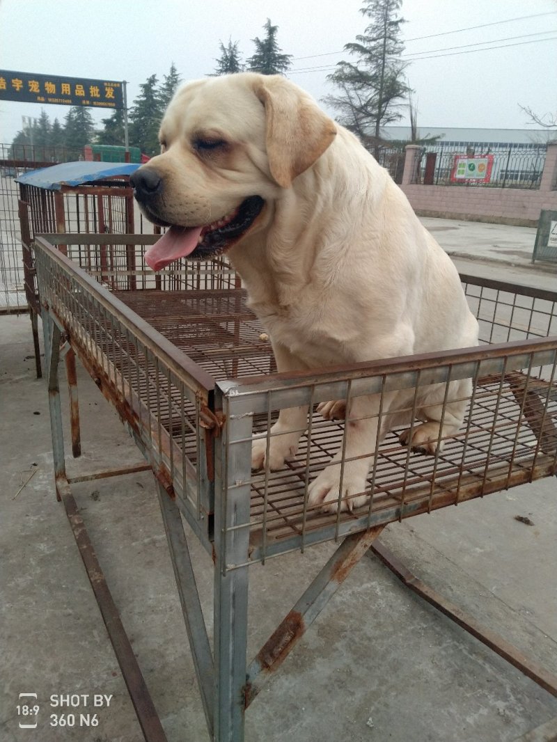 宠物狗拉布拉多，导盲犬，性格温顺，太粘人！