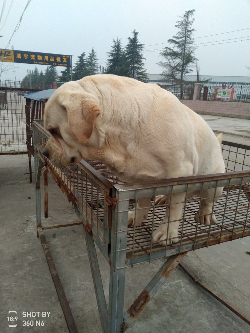 宠物狗拉布拉多，导盲犬，性格温顺，太粘人！