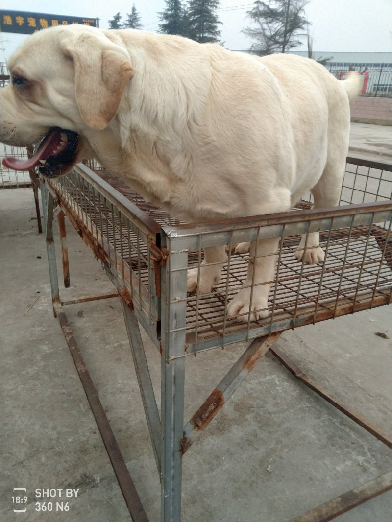 宠物狗拉布拉多，导盲犬，性格温顺，太粘人！