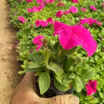 牵牛花,矮牵牛-颜色全，可视频图片看货，种植基地直供