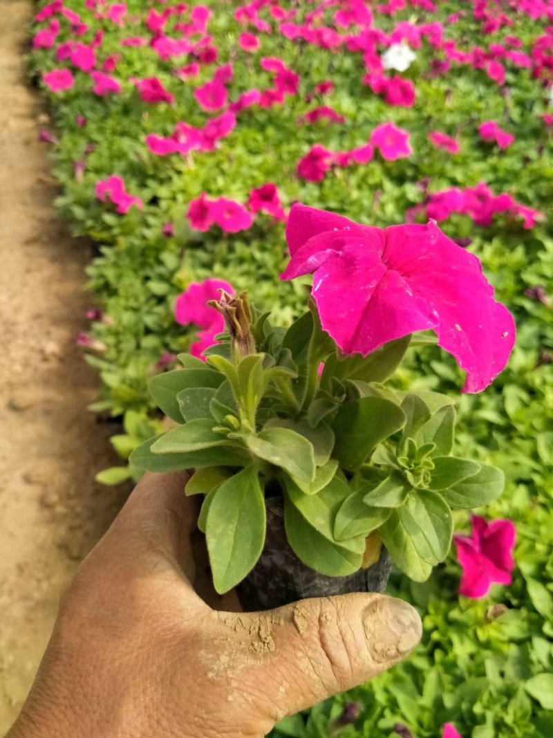 牵牛花,矮牵牛-颜色全，可视频图片看货，种植基地直供