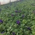 牵牛花,矮牵牛-颜色全，可视频图片看货，种植基地直供