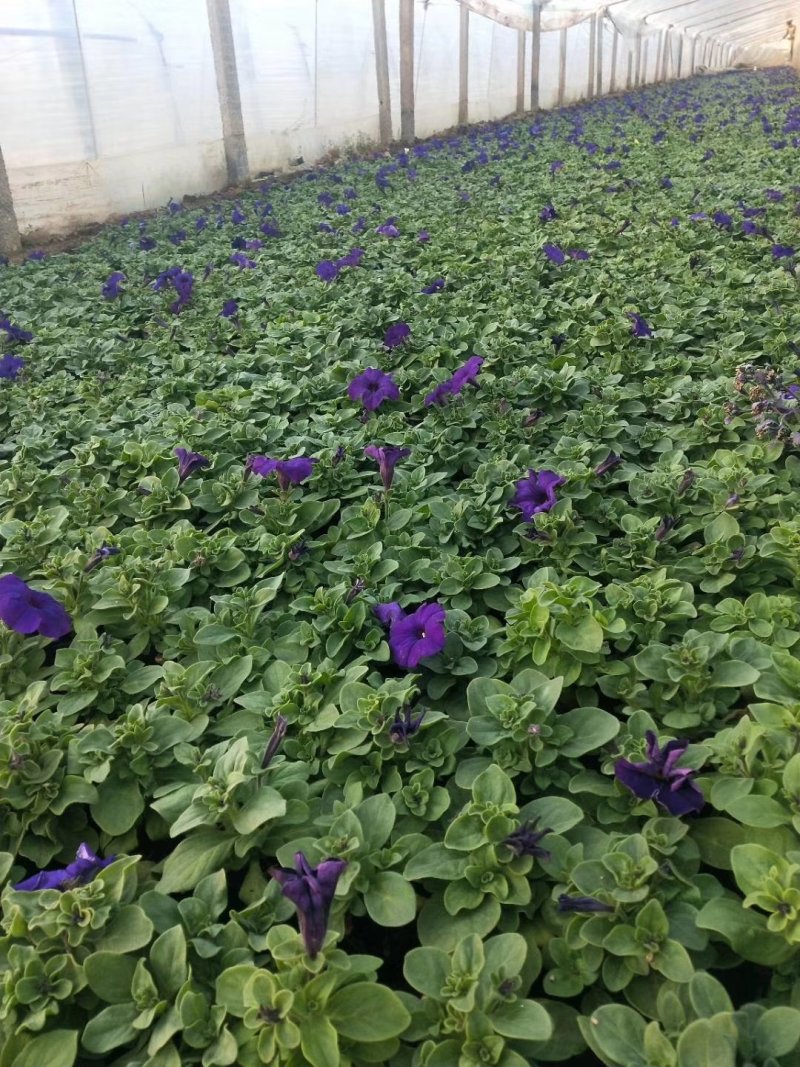 牵牛花,矮牵牛-颜色全，可视频图片看货，种植基地直供