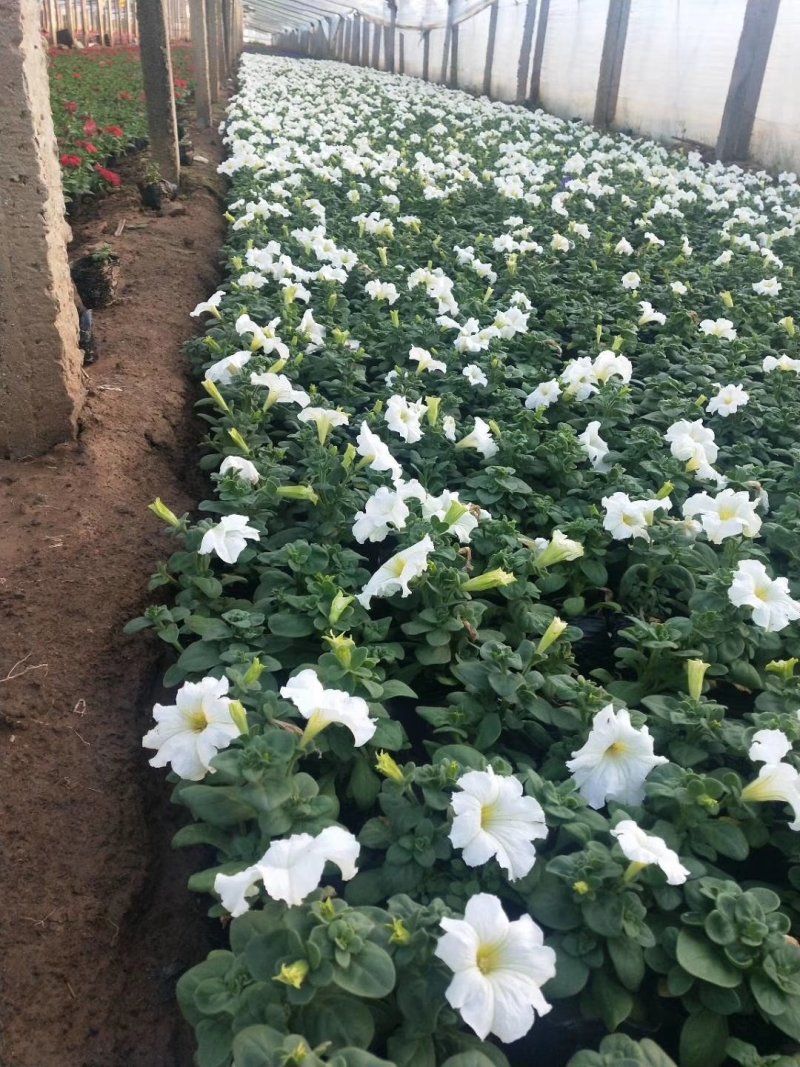 牵牛花,矮牵牛-颜色全，可视频图片看货，种植基地直供