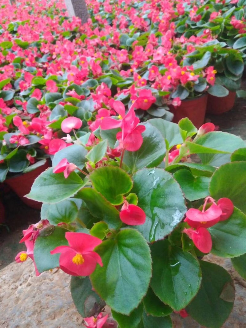 牵牛花,矮牵牛-颜色全，可视频图片看货，种植基地直供