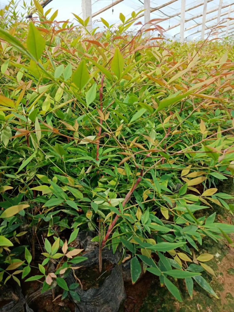 牵牛花,矮牵牛-颜色全，可视频图片看货，种植基地直供