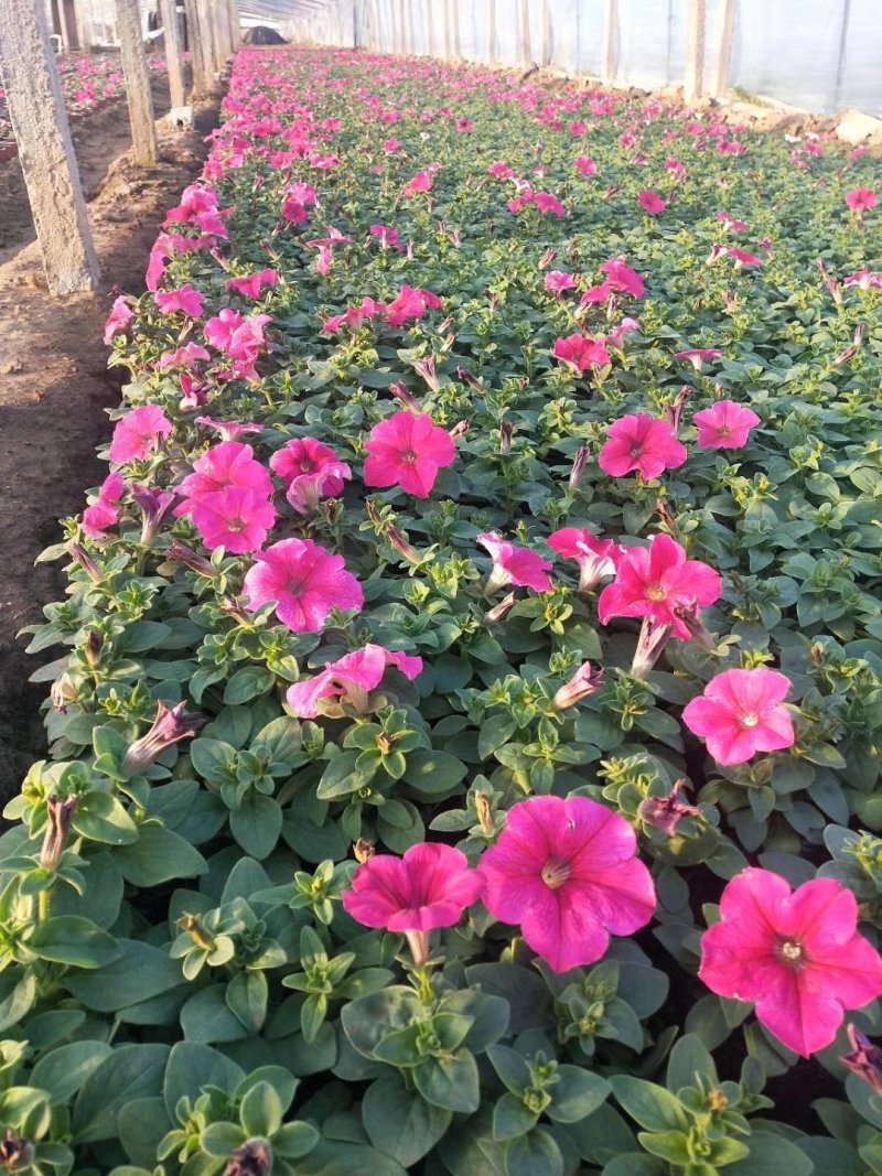 牵牛花,矮牵牛-颜色全，可视频图片看货，种植基地直供