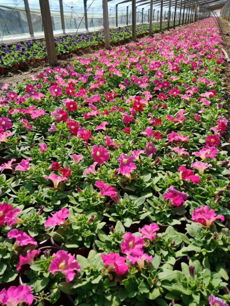 牵牛花,矮牵牛-颜色全，可视频图片看货，种植基地直供