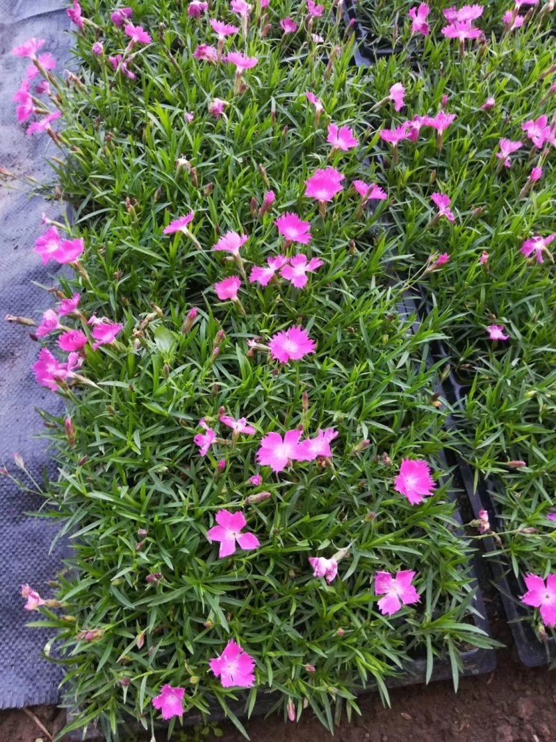 牵牛花,矮牵牛-颜色全，可视频图片看货，种植基地直供