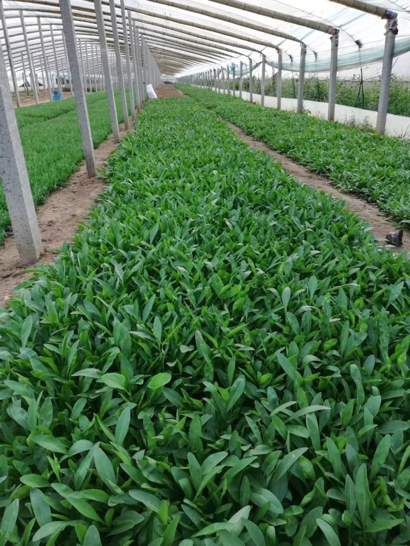 牵牛花,矮牵牛-颜色全，可视频图片看货，种植基地直供