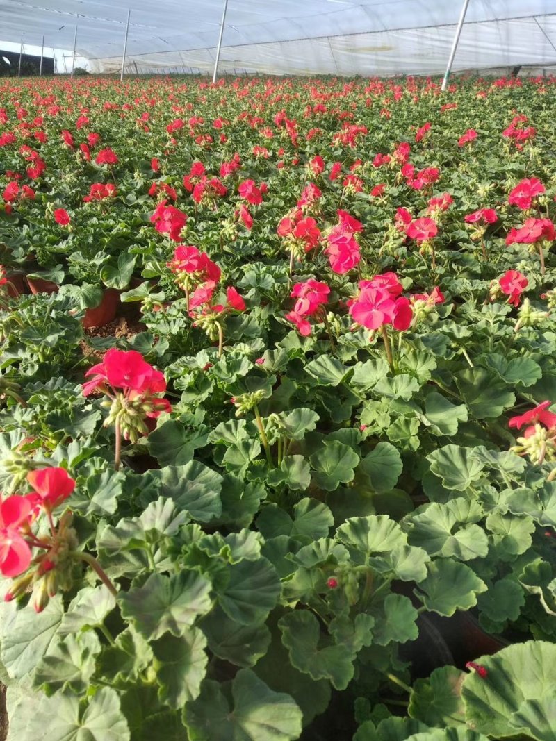 牵牛花,矮牵牛-颜色全，可视频图片看货，种植基地直供