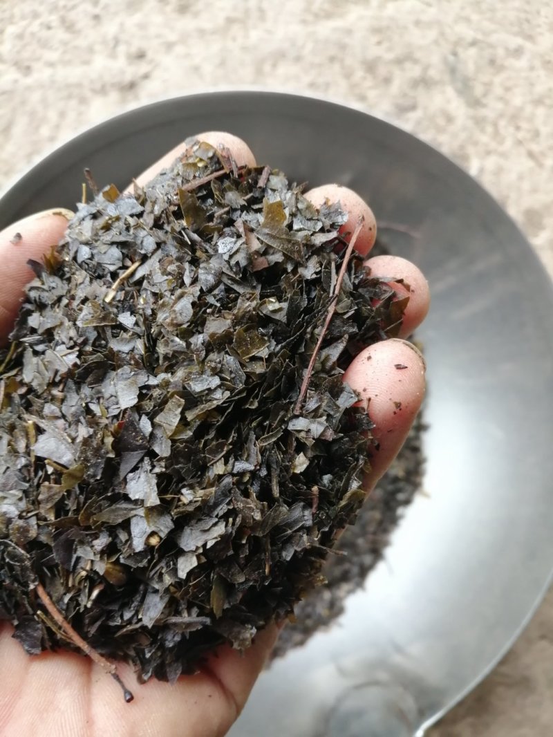包邮苦丁叶，毛冬青叶，货干度好颜色漂亮，产地直销