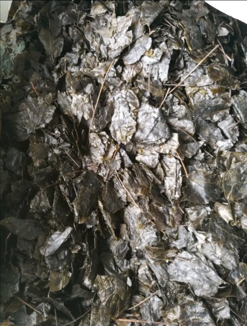 包邮苦丁叶，毛冬青叶，货干度好颜色漂亮，产地直销