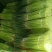新鲜红帽蒜薹大量上市价格美丽诚信经营