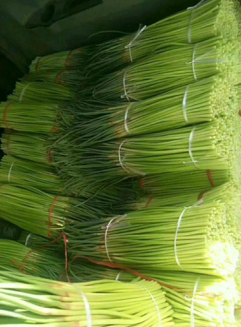 新鲜红帽蒜薹大量上市价格美丽诚信经营