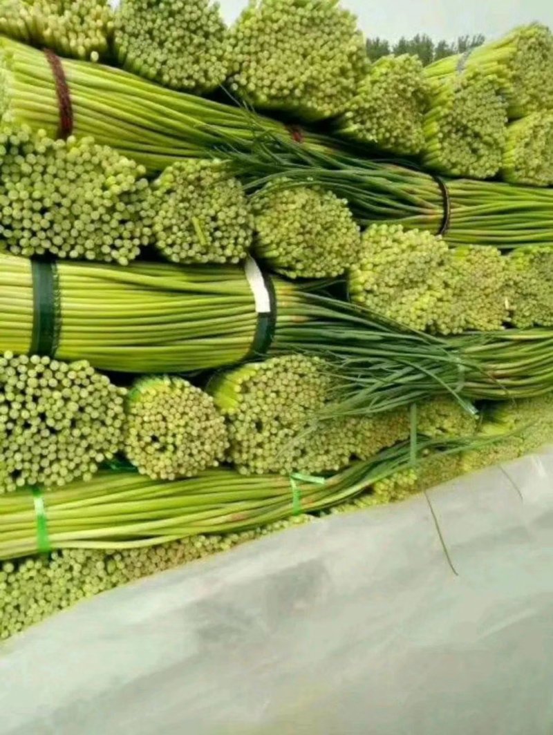 新鲜红帽蒜薹大量上市价格美丽诚信经营
