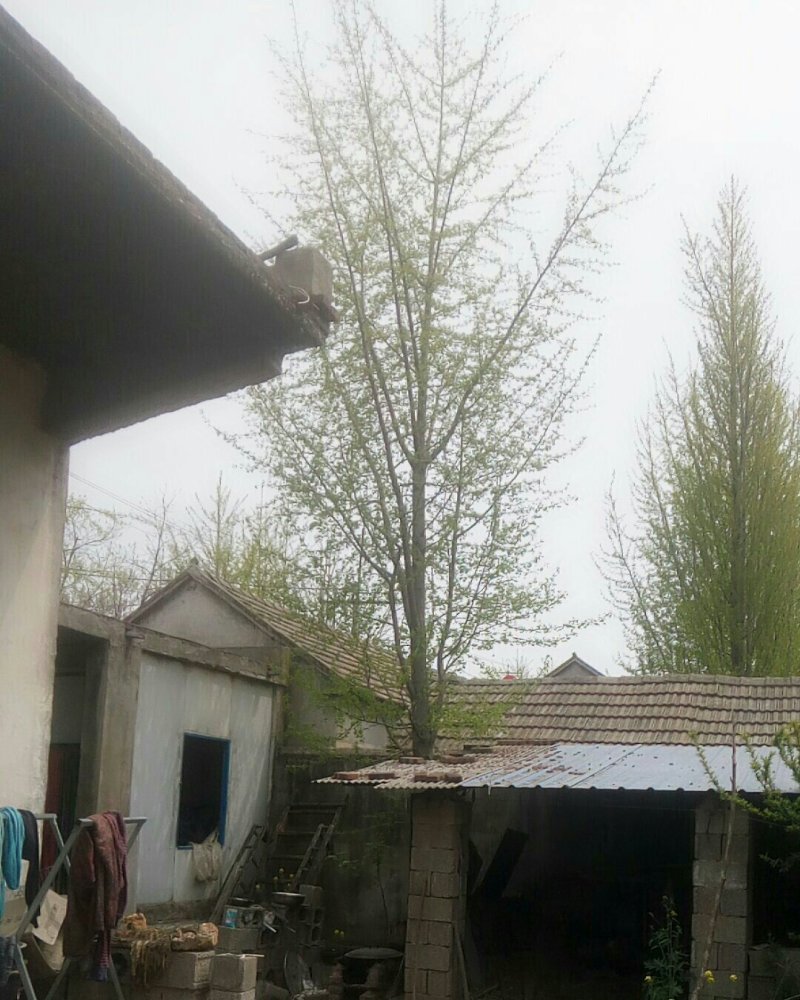 绿化苗木银杏树。