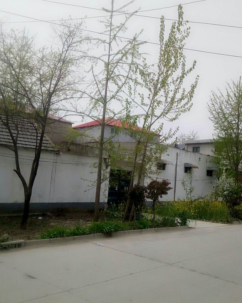 绿化苗木银杏树。