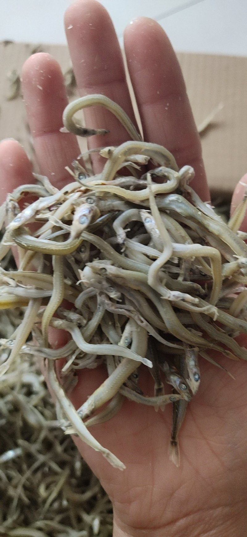 牙签鱼，又名银针鱼（深海鱼，刺少，口感好，低盐）