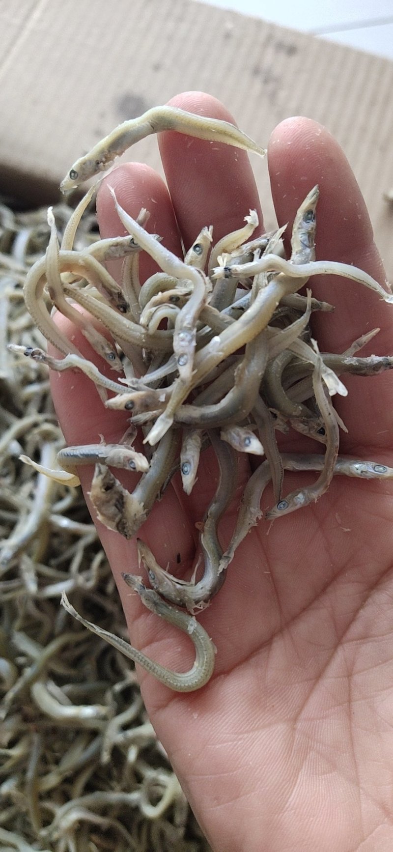 牙签鱼，又名银针鱼（深海鱼，刺少，口感好，低盐）