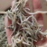 牙签鱼，又名银针鱼（深海鱼，刺少，口感好，低盐）