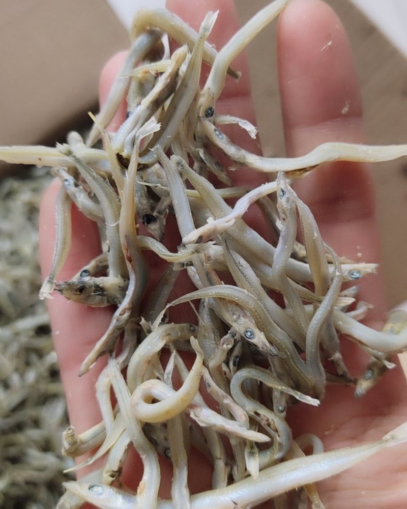 牙签鱼，又名银针鱼（深海鱼，刺少，口感好，低盐）