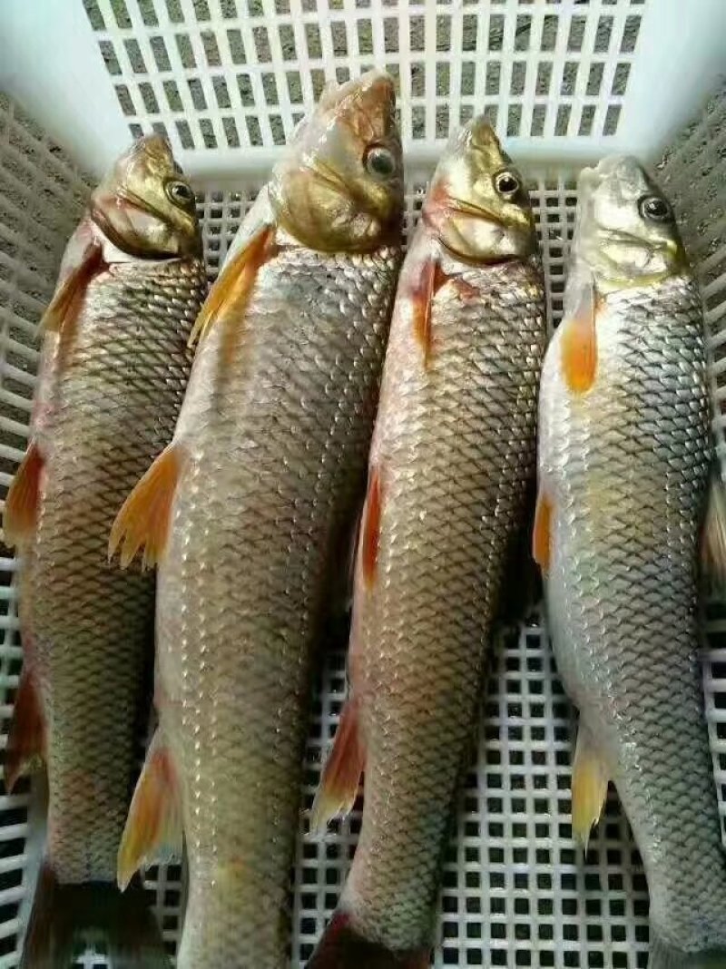 淡水，网箱养殖，重唇鱼，需要联系