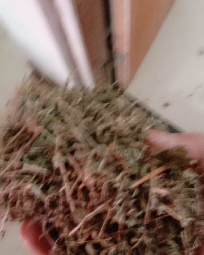 地锦草，常年批发供应冷背中药材，地锦草量大从优