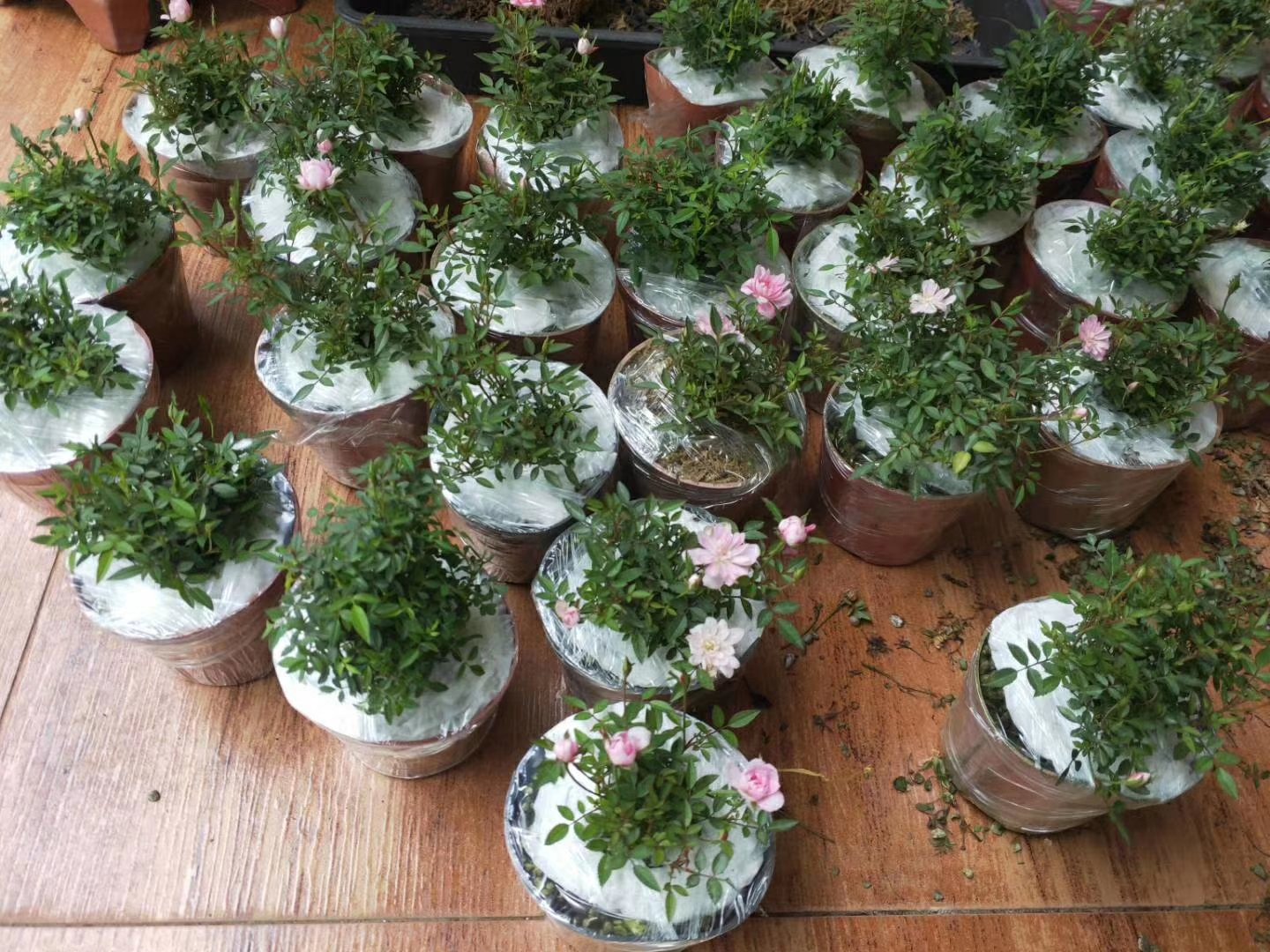 重瓣雏菊花园种植场景