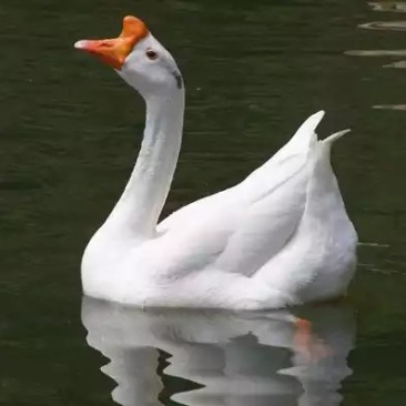 鹅苗三花大白鹅浙东白鹅苗包运输,包打疫苗包成活率
