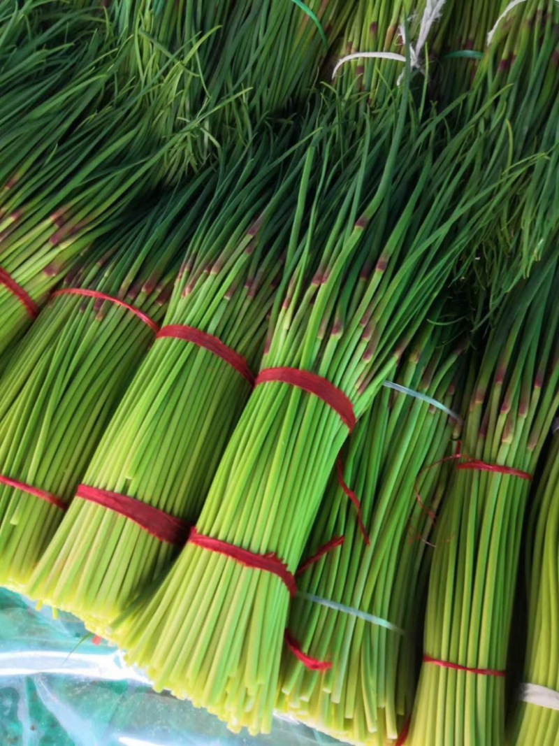 🔥精品红帽蒜薹产地直发新鲜上市量大从优
