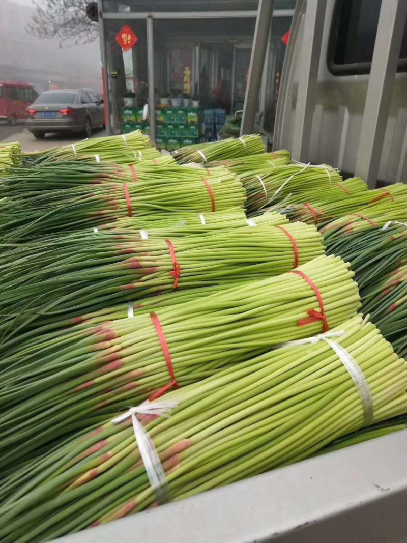 🔥精品红帽蒜薹产地直发新鲜上市量大从优