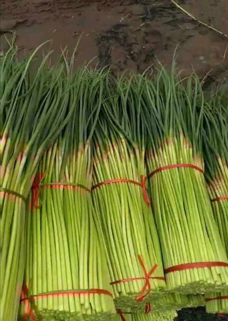 【荐】通许蒜薹可单独提供场地做蒜薹按规格分把冷库打