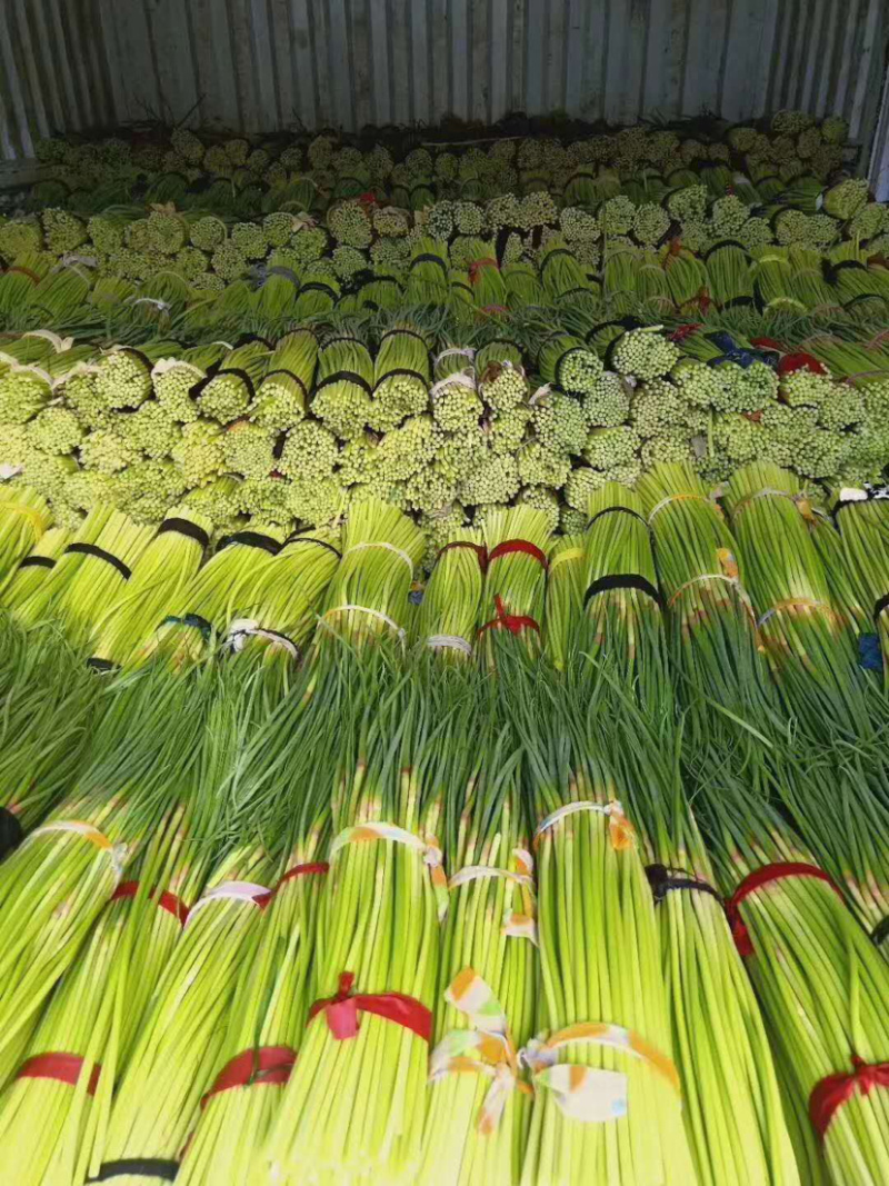 🔥精品红帽蒜薹产地直发新鲜上市量大从优