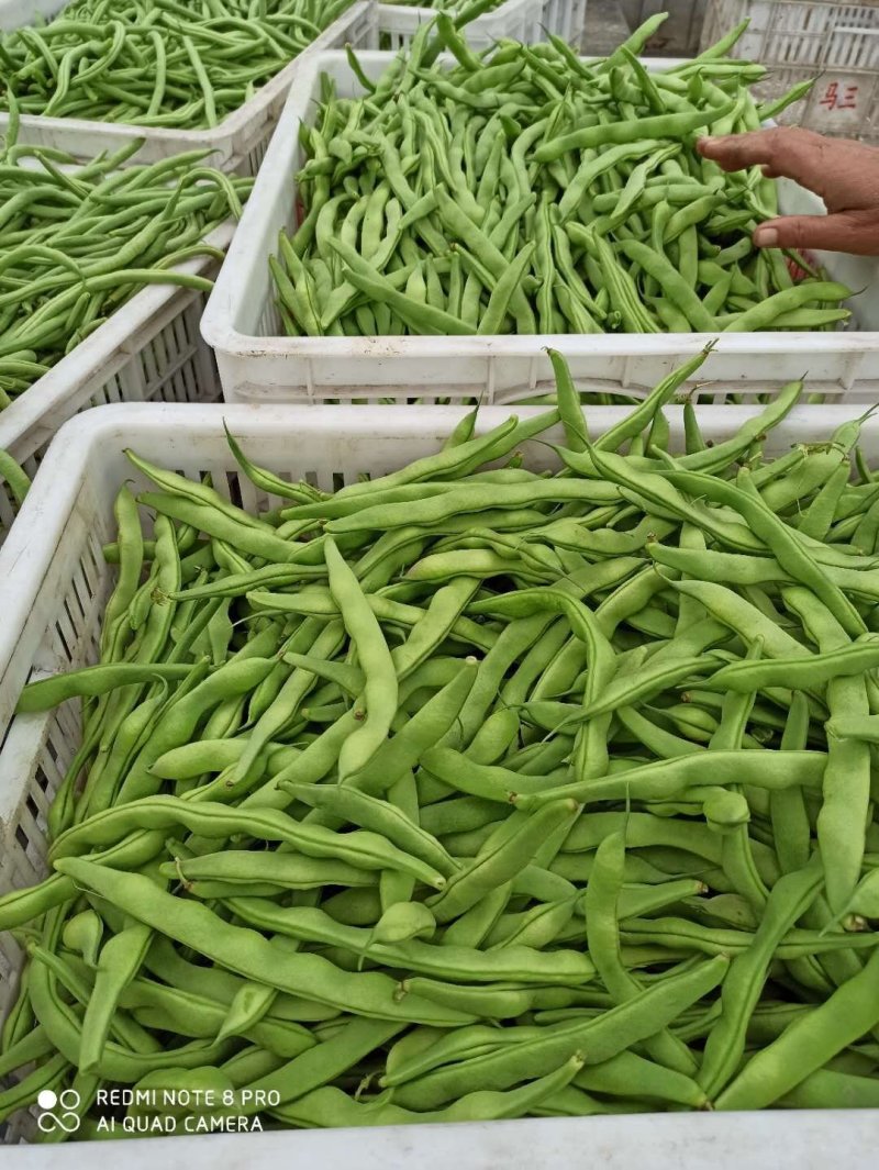 大青豆肉豆