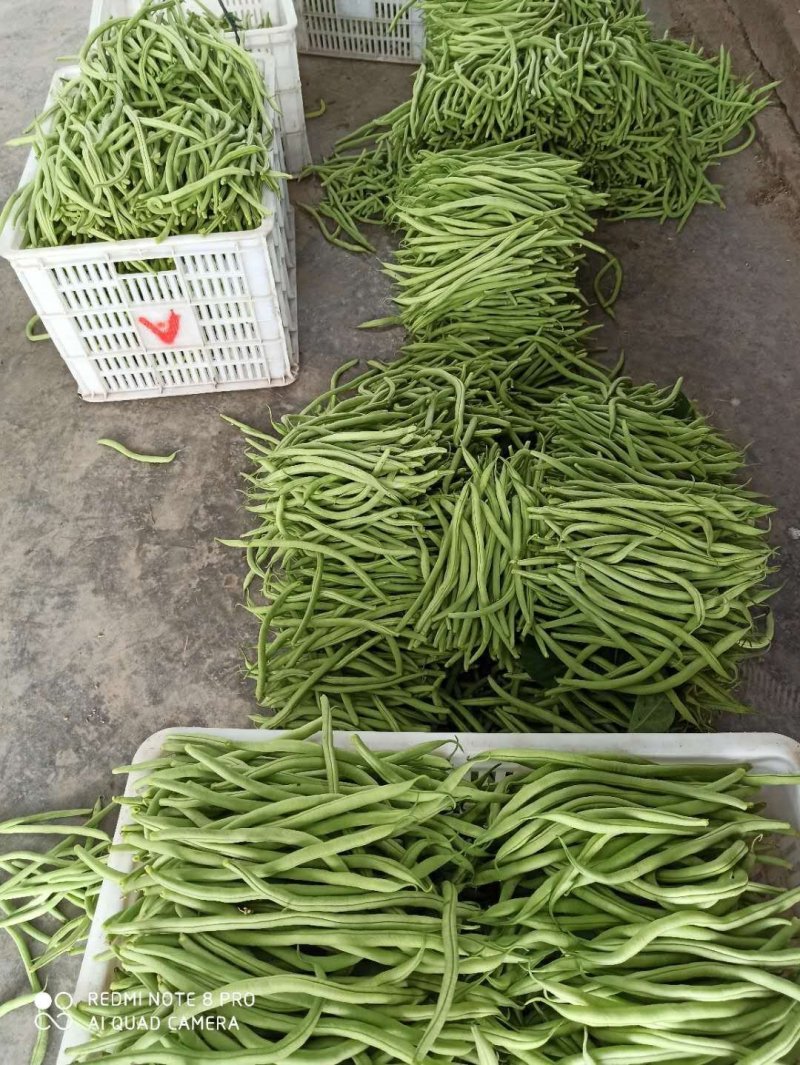 大青豆肉豆