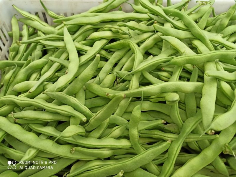 大青豆肉豆