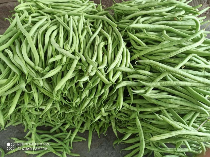 大青豆肉豆