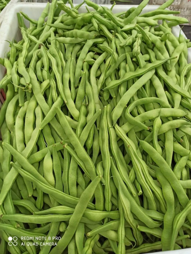 大青豆肉豆