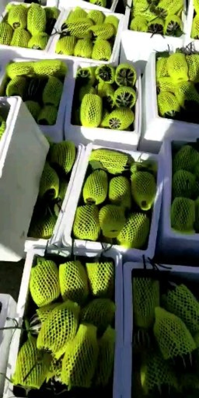 博洋九系列甜瓜大量供应皮薄脆甜保质保量
