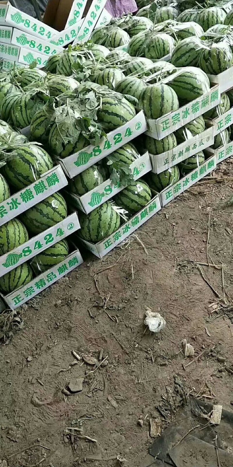 安徽美都西瓜皮薄口感甜量大代发全国保质保量
