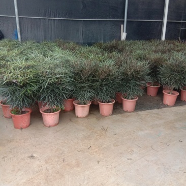 孔雀木盆栽，观叶高端上档次网红植物。
