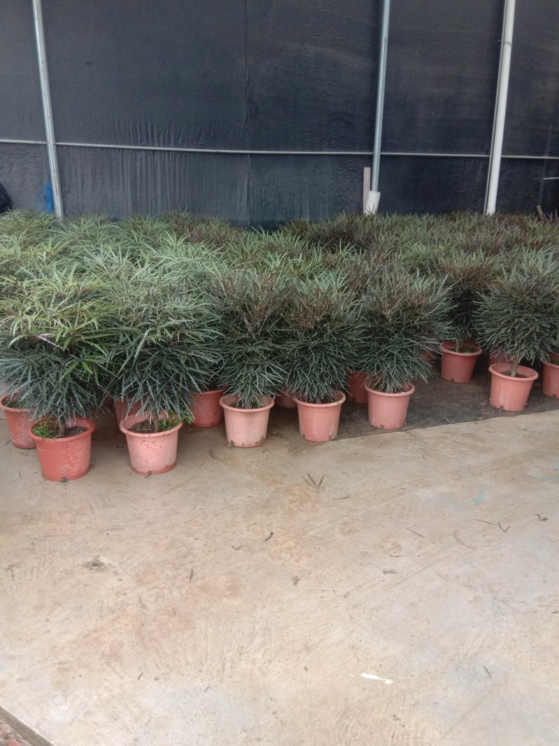 孔雀木盆栽，观叶高端上档次网红植物。