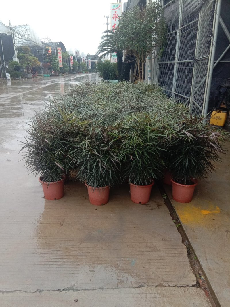 孔雀木盆栽，观叶高端上档次网红植物。