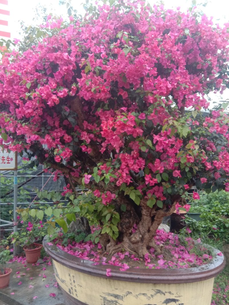三角梅，品种多多，开花颜色艳丽