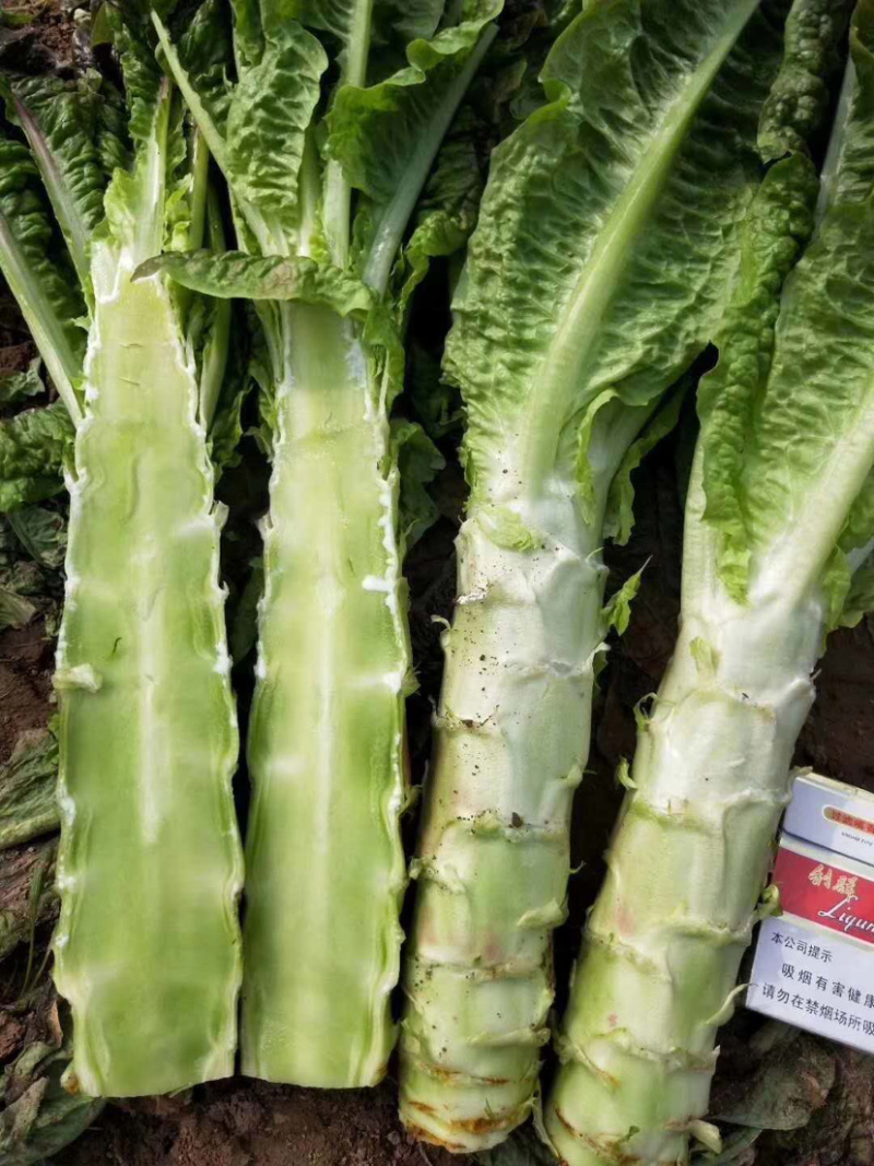 🔥精品莴笋新鲜上市产地直销量大从优