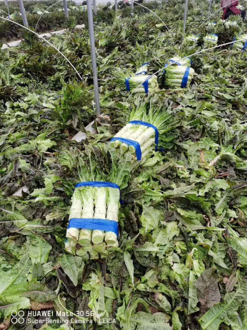 🔥精品莴笋新鲜上市产地直销量大从优